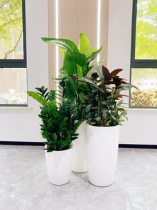 探秘宁波海曙植物租摆价格的秘密